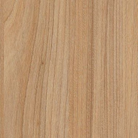 Swiss Elm