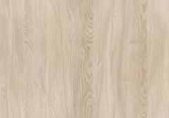 Scots Elm