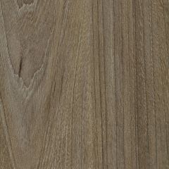 Brown Swiss Elm